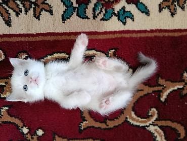 мышык кошка: Котята скоро будут готовы к переезду в новый дом! Все домашние от — 9
