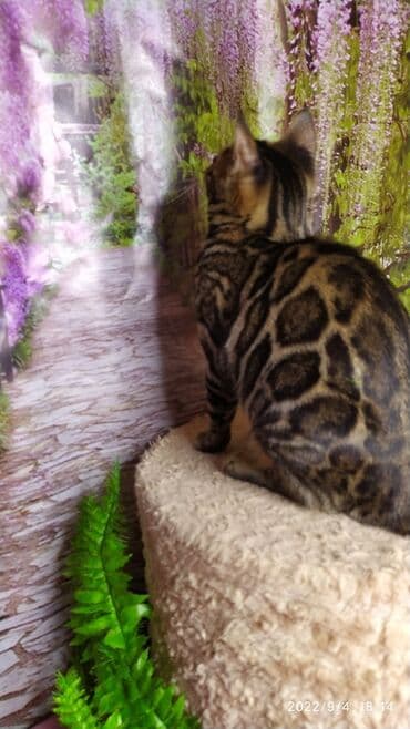 сколько стоит котенок британской золотой шиншиллы: Красивейшая бенгальская кошечка 6мес. Профессиональный Питомник — 2