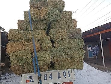 карова каракол: 2укос Клевер сено доставка есть зелёный 107шт тюки плотные — 2