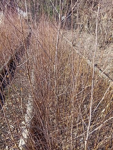 Продукты питания: Саженцы деревьев: Берёзы, Самовывоз — 3