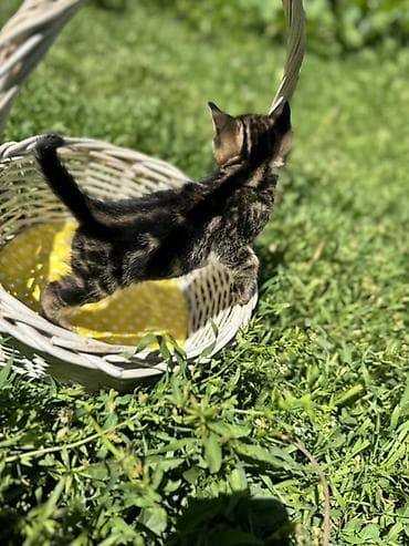 жалал абад кошка: 🐾 Очаровательные котята ищут дом! 4 пушистых малыша готовы подарить — 7