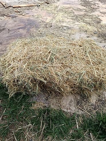 пленки для силоса: Продаются ячменная солома, хранилась в сеновале тюки большие плотные — 4