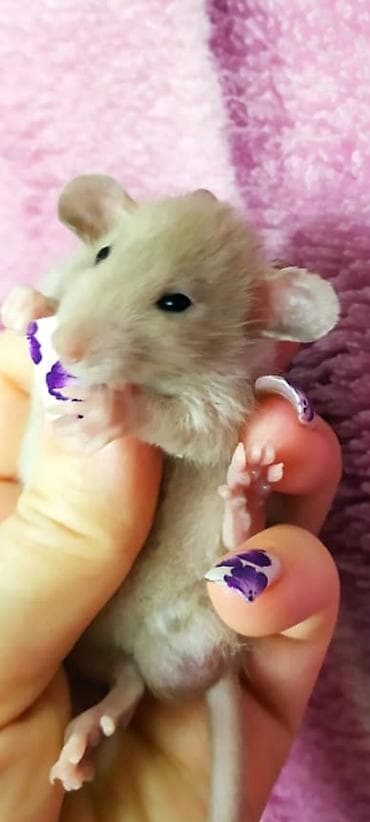 клетка для голубей: Домашние декоративные крысята СФИНКСЫ. (малыши из одного помёта) — 3