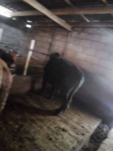 Собаки: Продаю | Бык (самец) | На откорм | Привязанные — 2