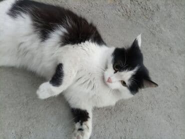 француский бульдог: Беспородная, 6 месяцев, Девочка, Биколор, Приучена к лотку — 1