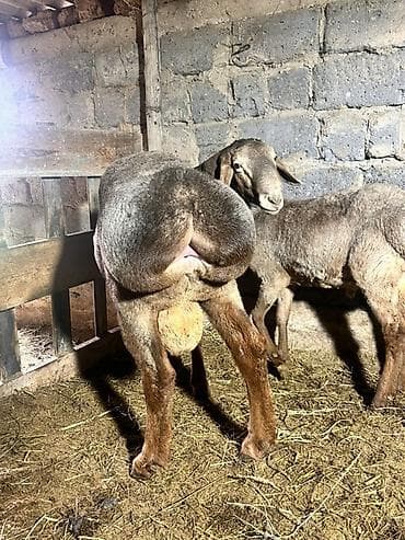 полша ат: Продаю | Баран (самец) | Арашан | На забой, Для разведения | Осеменитель — 1