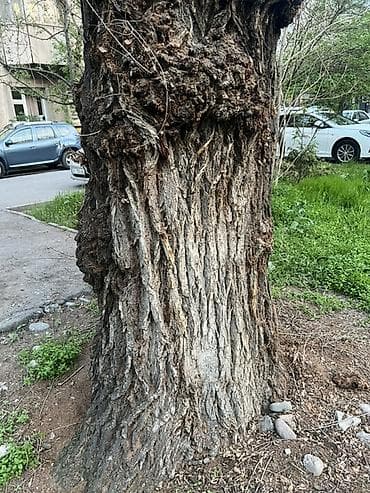 куплю тополь карагач: Декоративная древесина/стволовые заготовки с ярко выраженной фактурой — 1