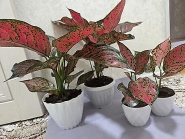 цветы антуриум: Антуриум Андре (Anthurium andreanum) в декоративном кашпо. - — 7