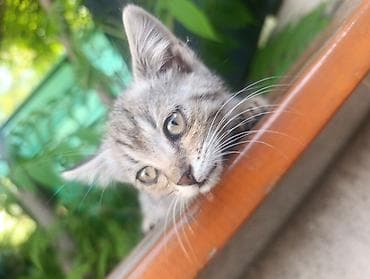 Кошки: Кошка даром: Беспородная, 1 месяц, Девочка, Проглистована — 4