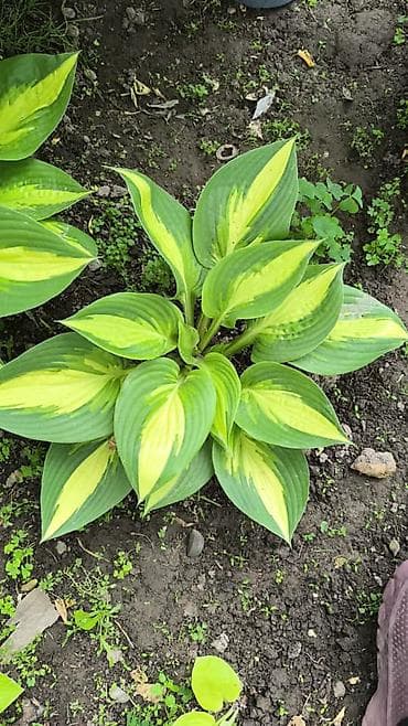 green leaf: Хоста декоративная, сорт с ярко‑салатовыми крупными листьями — 6