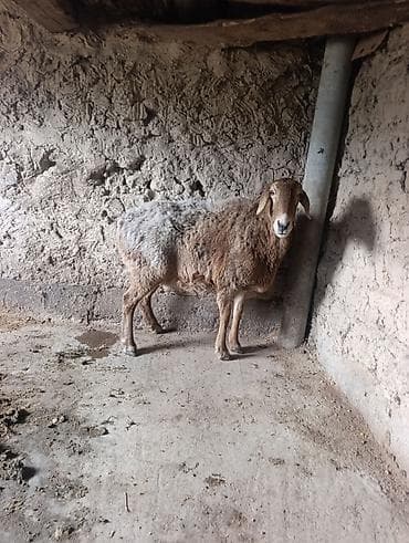 бойцовский дакан: Продаю | Овца (самка) | Для разведения | Матка — 2