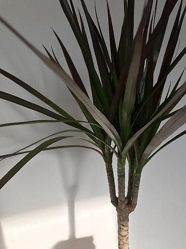 для растений: Драцена маргината (Dracaena marginata) в кашпо - Эффектное комнатное — 2