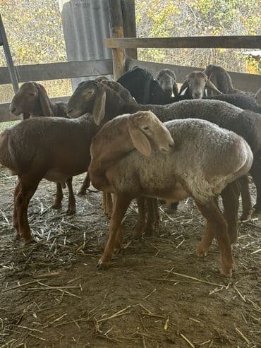 купить кролик декоративный: Продаю | Ягненок, Баран (самец) | Арашан | На забой, Для разведения | Племенные, Осеменитель — 1