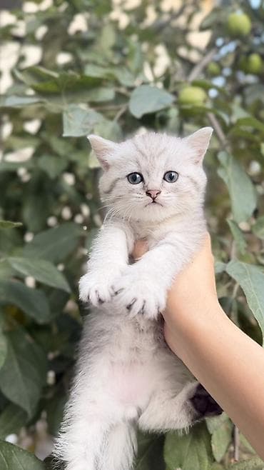 Животные: Шотландские котята, два страйта и один фолд, окрас Серебристая — 5