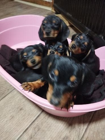 Отдам даром собаку: Щенки таксы (гладкошерстные), чёрно-подпалый окрас. На фото — помёт из — 1