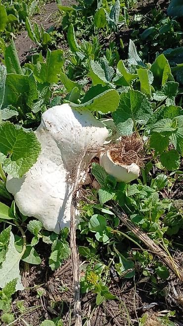 быки на мясо: Съедобные грибы – белые «лепёшки» (полевые шмпиньоны/лугова́я форма) — 1