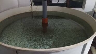 кошки даром: 1)мальки форели 25-30г цена 45с 2)мальки форели 6-8г цена 20с — 2