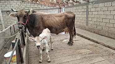 корова ала тоо: Эки баш музоолуу жаш уйлар сатылат. Күрөң уй майдын 22нде тууган — 3