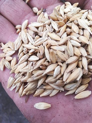 куда можно отдать собаку в бишкеке: Семенной ячмень нутанс и Арпа ячмень сорт Байчечекей местный — 2