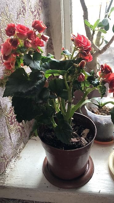 фикус каучуконосный: Цена разный от150 до1000сом цветы тоже разные есть — 3