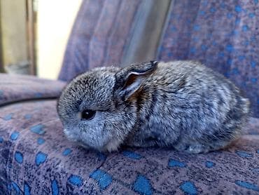 отдам собаку в хорошие руки бишкек: Декоративные крольчата (несколько окрасов: черный, темно-шоколадный — 8