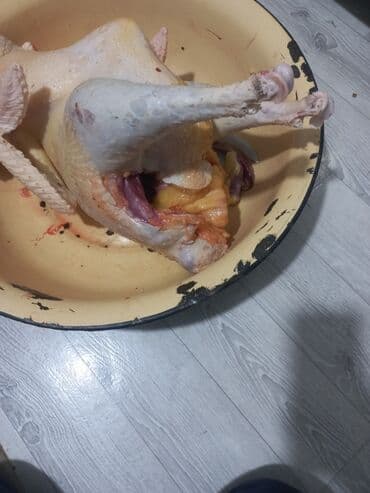 ит базар бишкек: Семиз индюктар сатылат бир жылдыктар кааласанар союп беребиз — 10