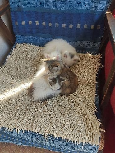 рыжие котята: Котята, помёт из четырёх малышей. Описание: - Окрас: трикот (пёстрые — 2