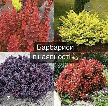 Барбарисы декоративные — в наличии Описание: - Листопадные кустарники