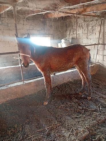 Продаю | Жеребенок | Рабочий