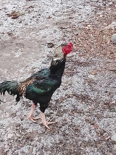 Айыл-чарба жаныбарлары: Сатам | Короздор | Тебиштирүүчү | Көбөйтүү үчүн — 3