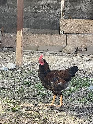 для курицы: Продаю | Петух | Домашняя | Для разведения — 1