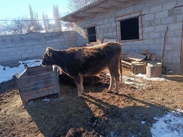 калифорния кролик: Продаю | Тёлка | На откорм | Привязанные — 1