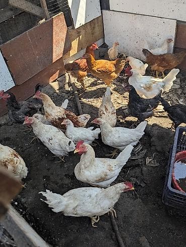 Продаю | Куры | Домашняя | Для разведения — 3