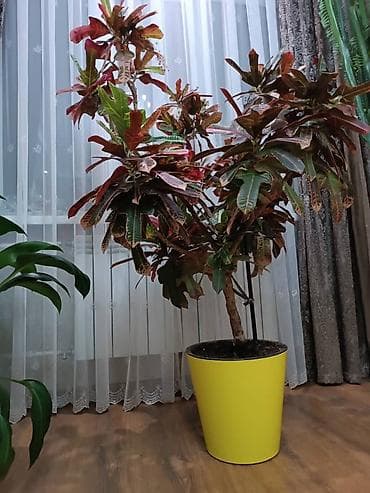 Дом и сад: Крупномерный комнатный кротон (Codiaeum variegatum) в декоративном — 7