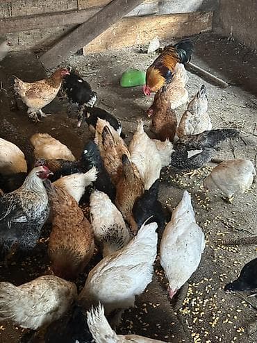 индюк бишкек: Домашние куры и петухи 80 кур и 100 петухов — 7