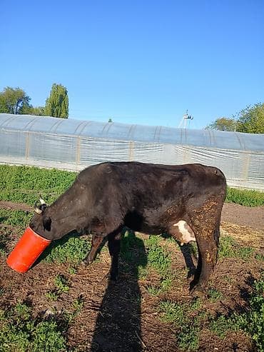 бишкек ит базар: Сатам | Уй (ургаачы) | Алатоолук | Сүт алуу үчүн — 9