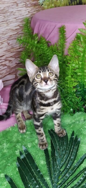 новорожденные котята: Друзья !!! питомник Бен Гла Мур с радостью предлагает новый помет. от — 12