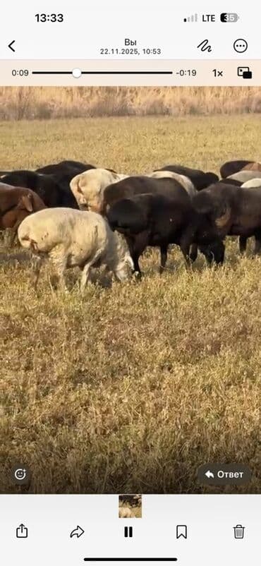 куплю авчарку васточный еврапейца кабиля: Продаю | Овца (самка) | На забой — 3