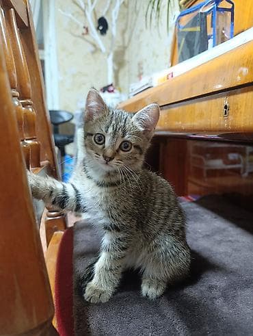 отдам даром породистых котят: Котята. Ищем добрые ответственные ручки. Котятам скоро 2 месяца — 3