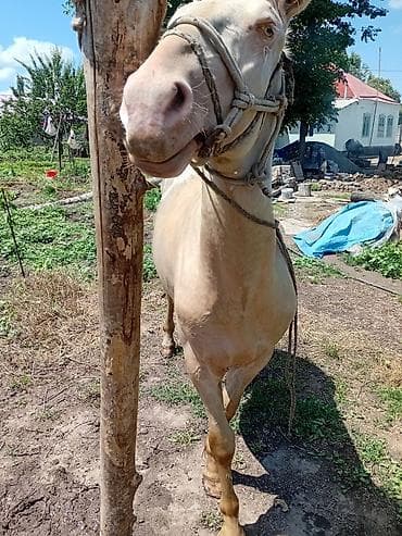 домашние кошки: Продаю | Жеребец | Рабочий — 7