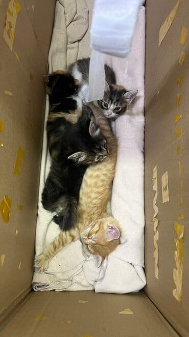 1 мальчик 2 котенка оригинал: Котята, помёт из 4 малышей. Описание: - Возраст на фото — примерно 8 — 1