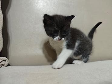 Котята, чёрно-белые, короткошёрстные, возраст примерно 1 месяц