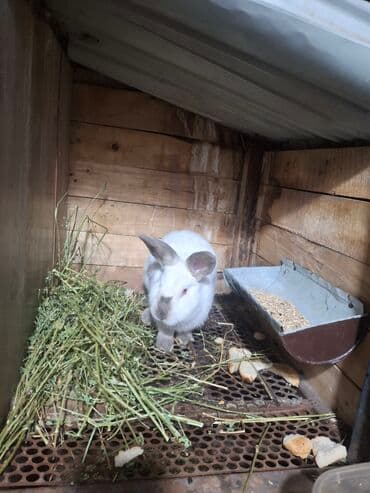 куры доминанты: Продаю | Кролик самец | Калифорнийская | Для разведения | Племенные — 2