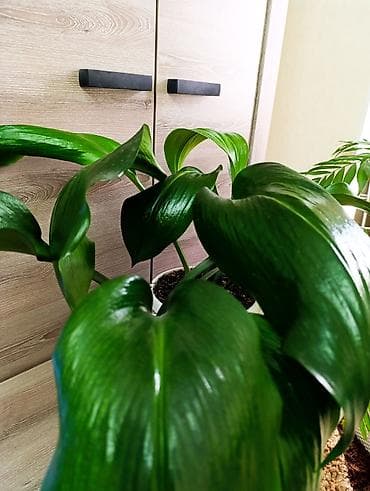 Амазонская лилия . молодые растения. очень красиво цветет белыми