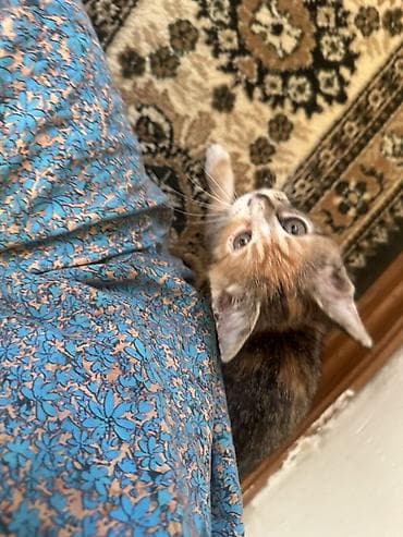 Продажа кошек: ДАРОМ!!!Котёнок трёхцветной окраски (черепаховый с рыжими и белыми — 2