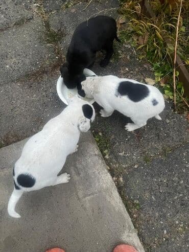 мал айдаган ит сатылат: 🐶 Ищут дом хвостики — мальчик и девочки 🐾 Милые, активные и очень — 3