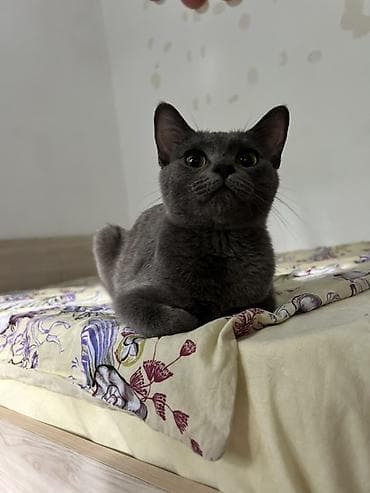 Животные: Кошка даром: Русская голубая, Мальчик, Приучена к лотку — 5