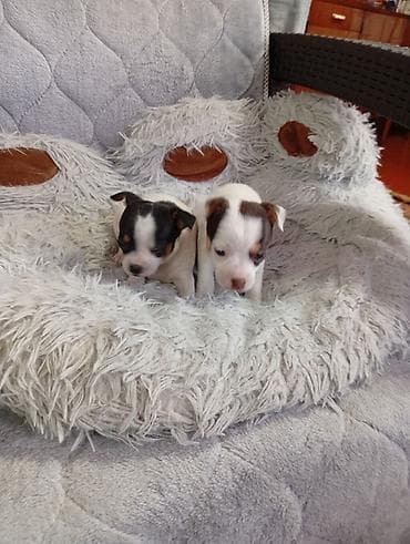 кошка манчкин: Щенки мелкой породы (тип чихуахуа/той): два короткошёрстных щенка — 2