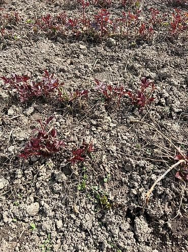 яблоки кандиль: Продаю много корни роз сорт магия — 3