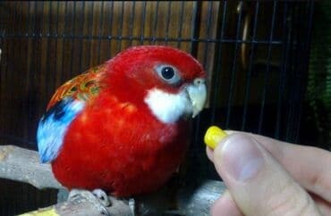 Грызуны: Красные и рубиновые разеллы а так же есть Волнистые, Кореллы, Ожирелые — 8